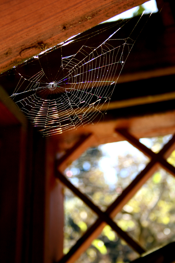 蜘蛛網