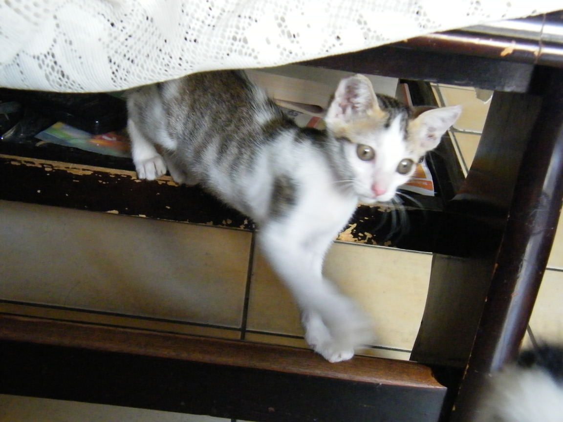 赫!偷襲!   2008.08.19攝影