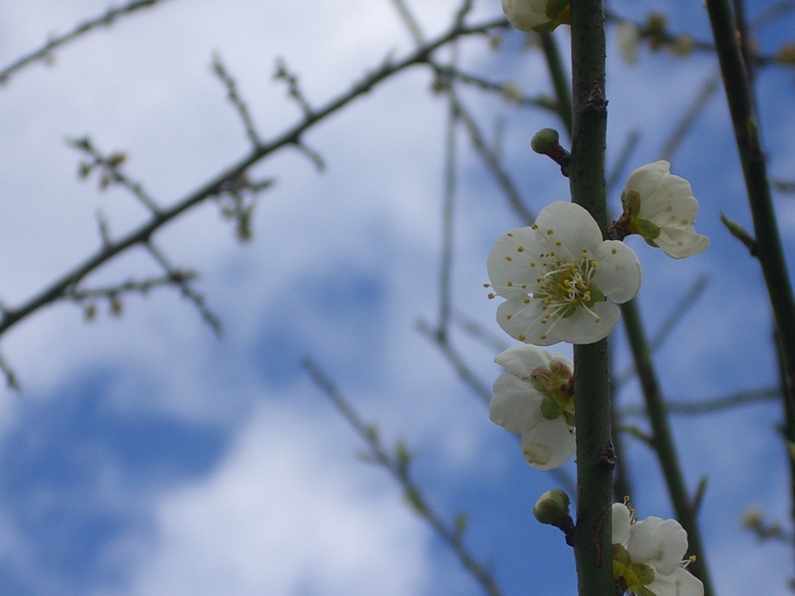 CIMG0043
