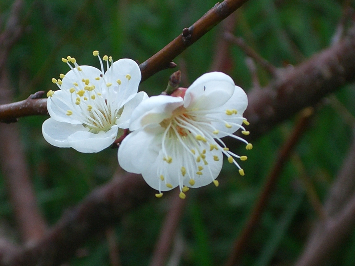 CIMG0029