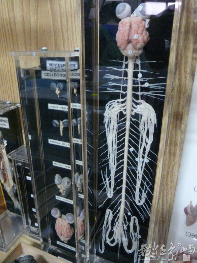  貓的內臟