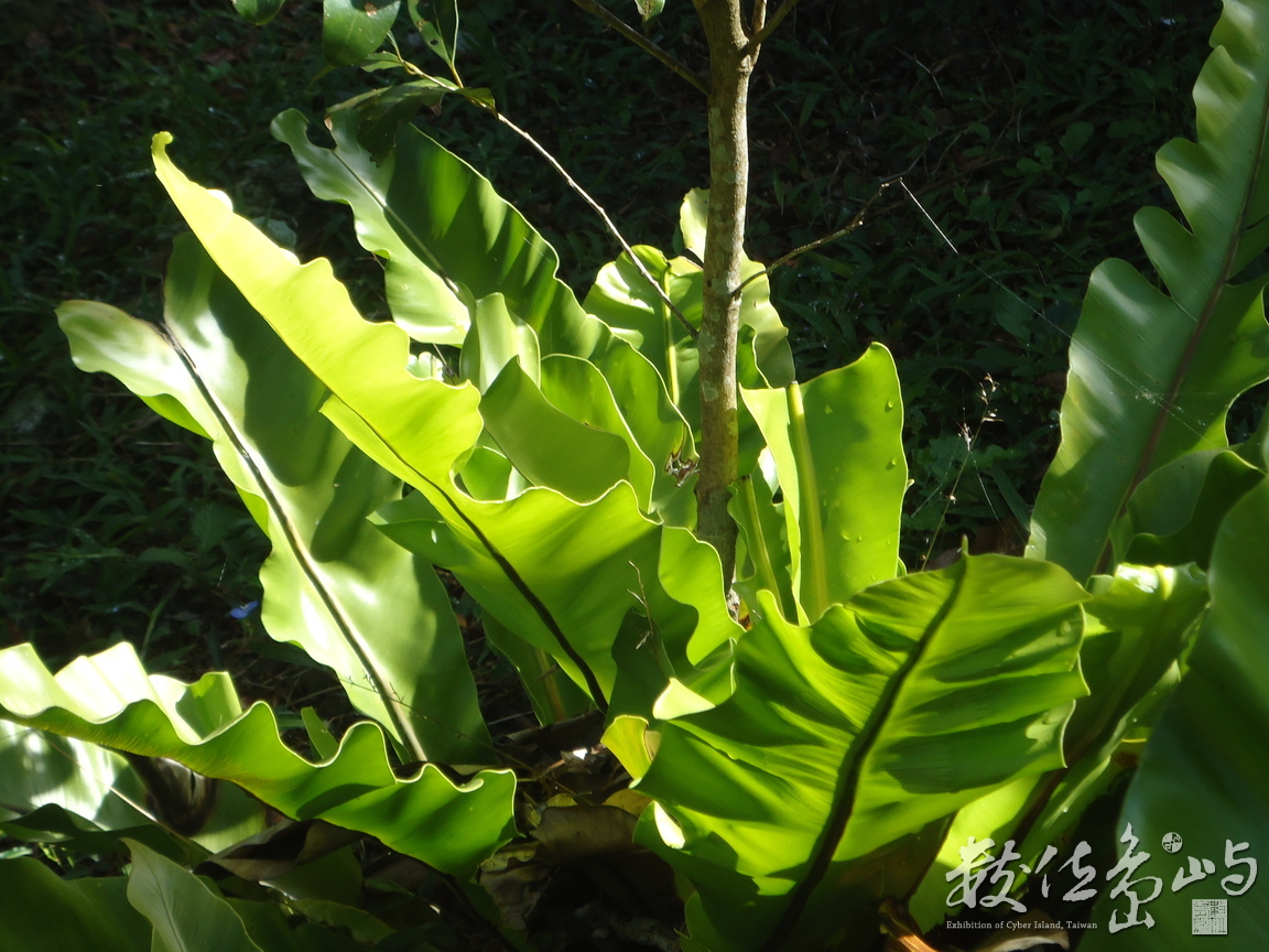 山蘇三之三在福爾摩莎南2013