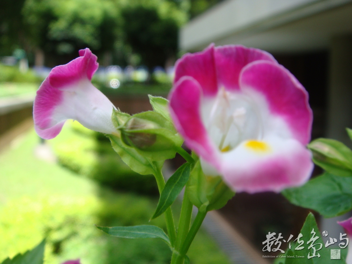 國圖153花壇小語篇之二(photo by chc)