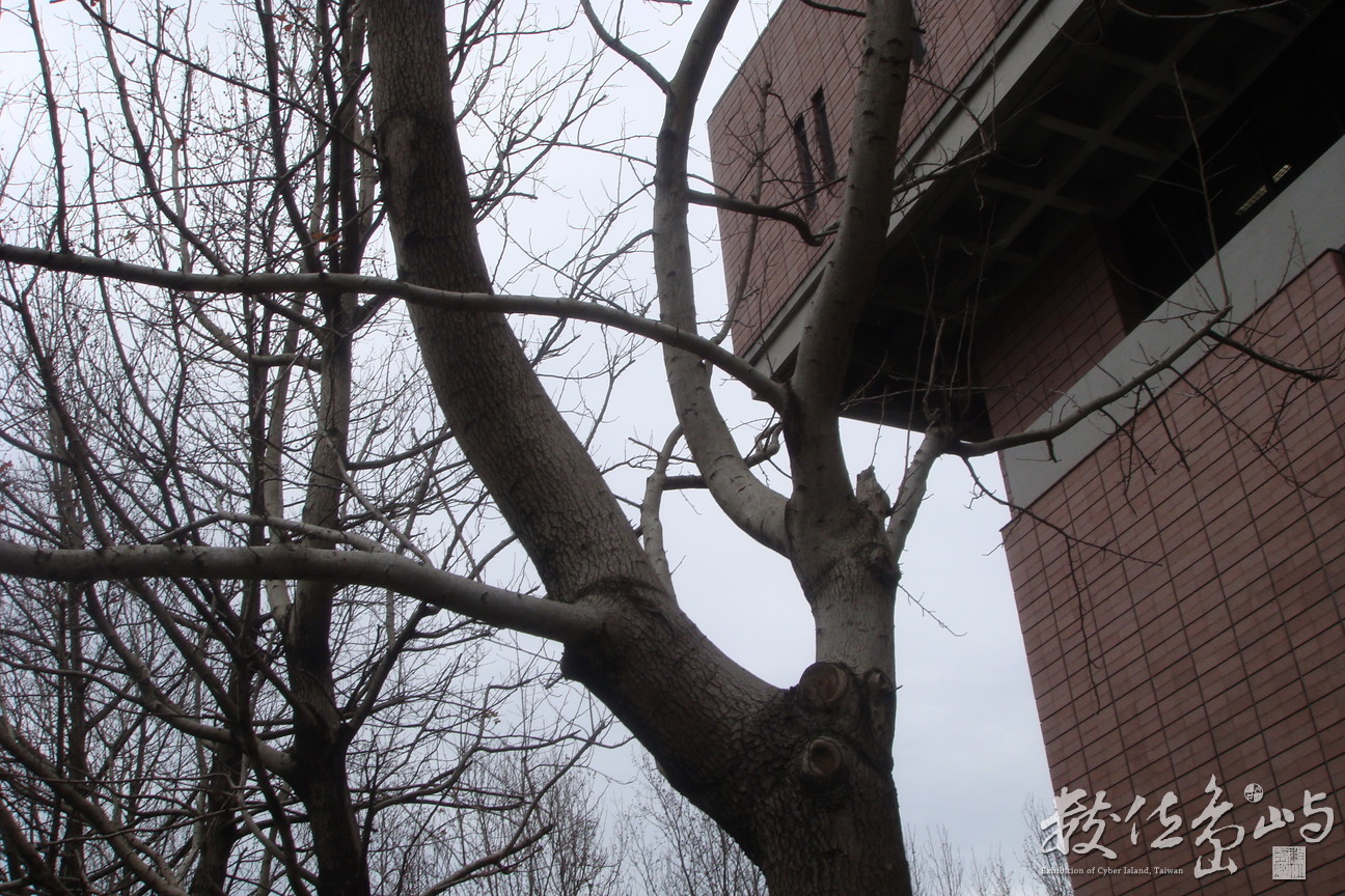 國圖之冬景篇(photo by chc)