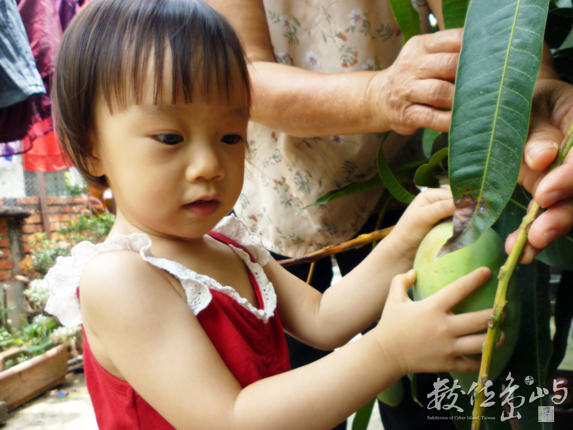 跟阿嬤摘芒果