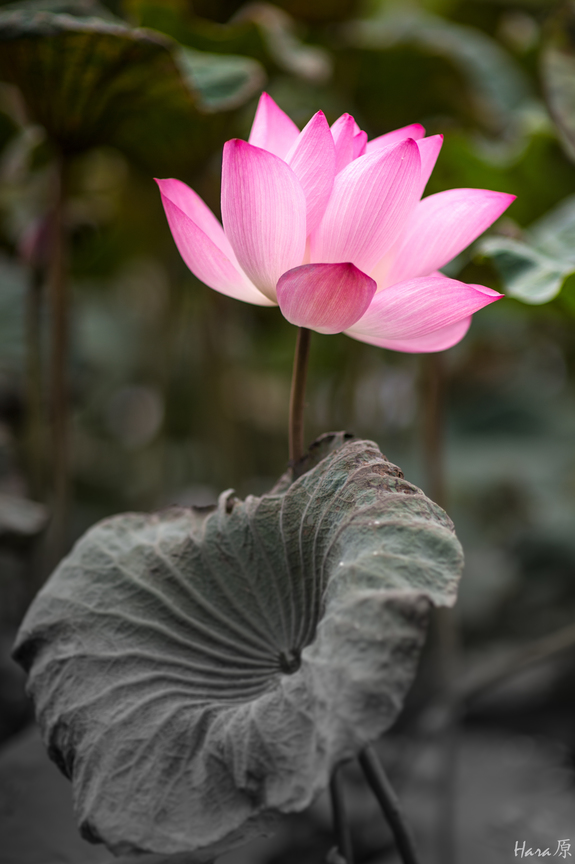 沒有你我不會那麼出色！