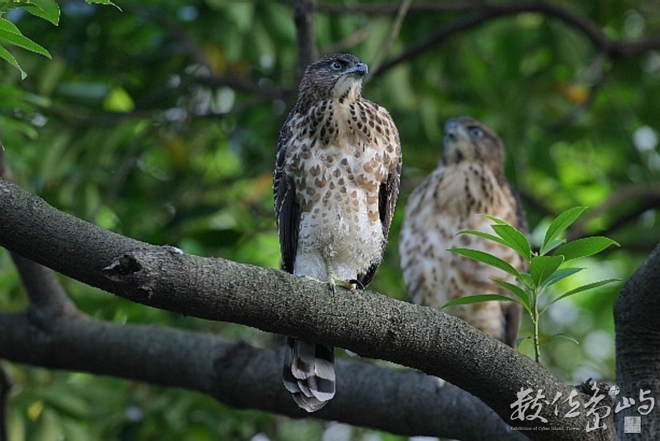 鳳頭蒼鷹