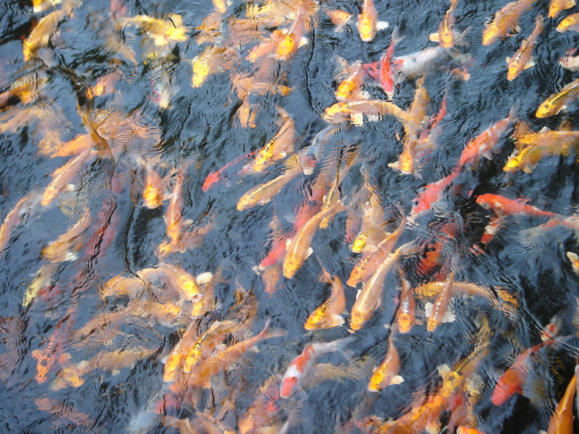 魚兒水中游