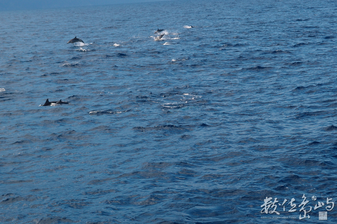 20140827賞鯨116