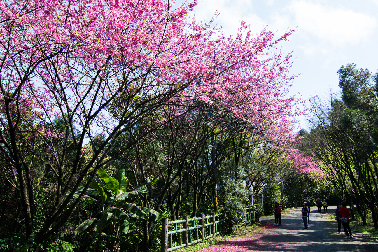 櫻木花道