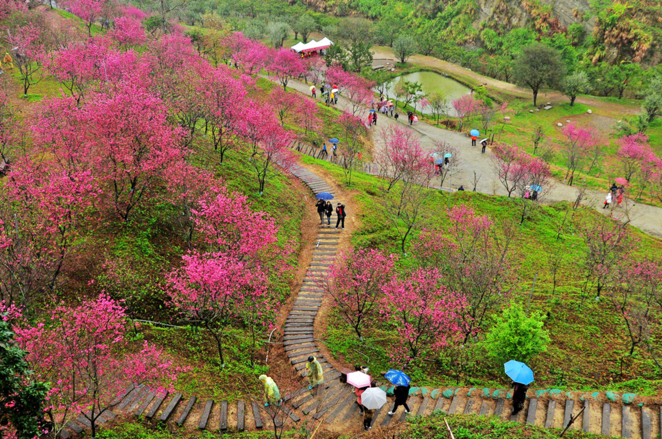 雨中漫步櫻花林