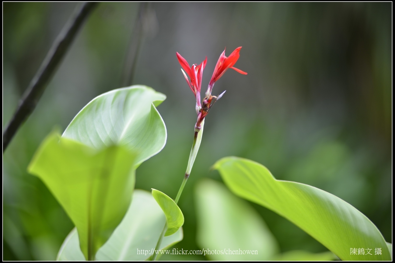 艷紅西番蓮_01_台北植物園_Schneider TV-Xenon 100mm F2 & Nikon D800.jpg