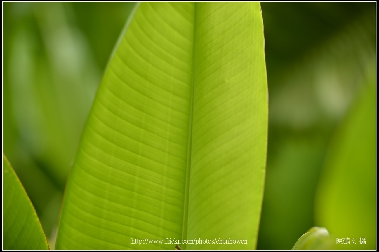 X蕉葉片_03_台北植物園_Schneider TV-Xenon 100mm F2 & Nikon D800.jpg
