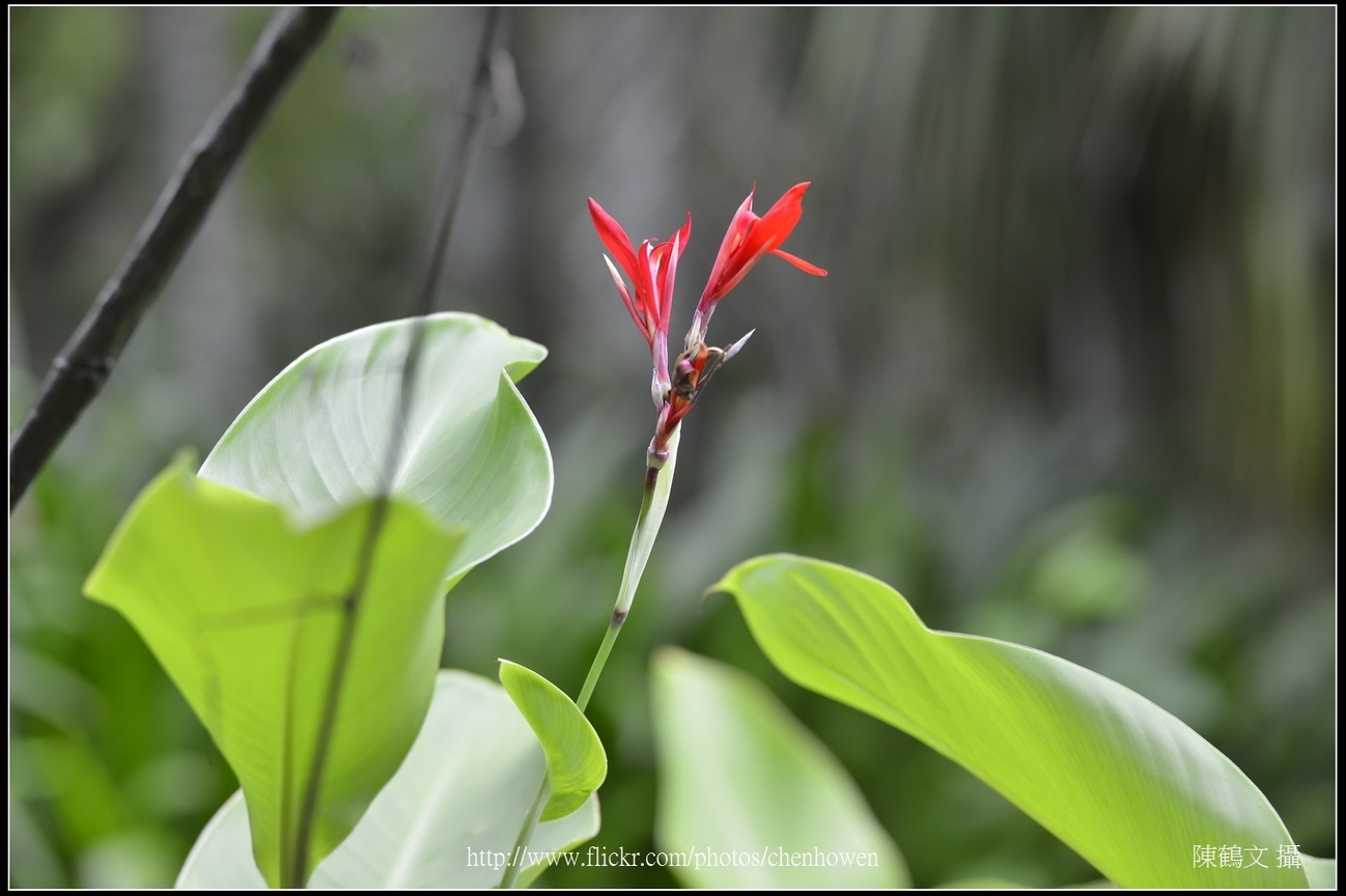 艷紅西番蓮_02_台北植物園_Schneider TV-Xenon 100mm F2 & Nikon D800.jpg