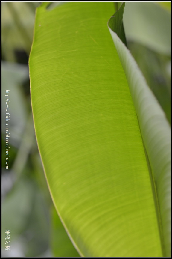X蕉葉片高景深拍法_台北植物園_Schneider TV-Xenon 100mm F2 & Nikon D800.jpg