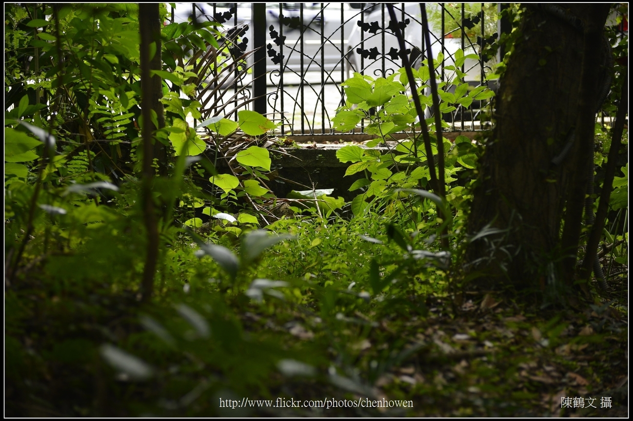 逆光下的草本植物葉片_台北植物園_Schneider TV-