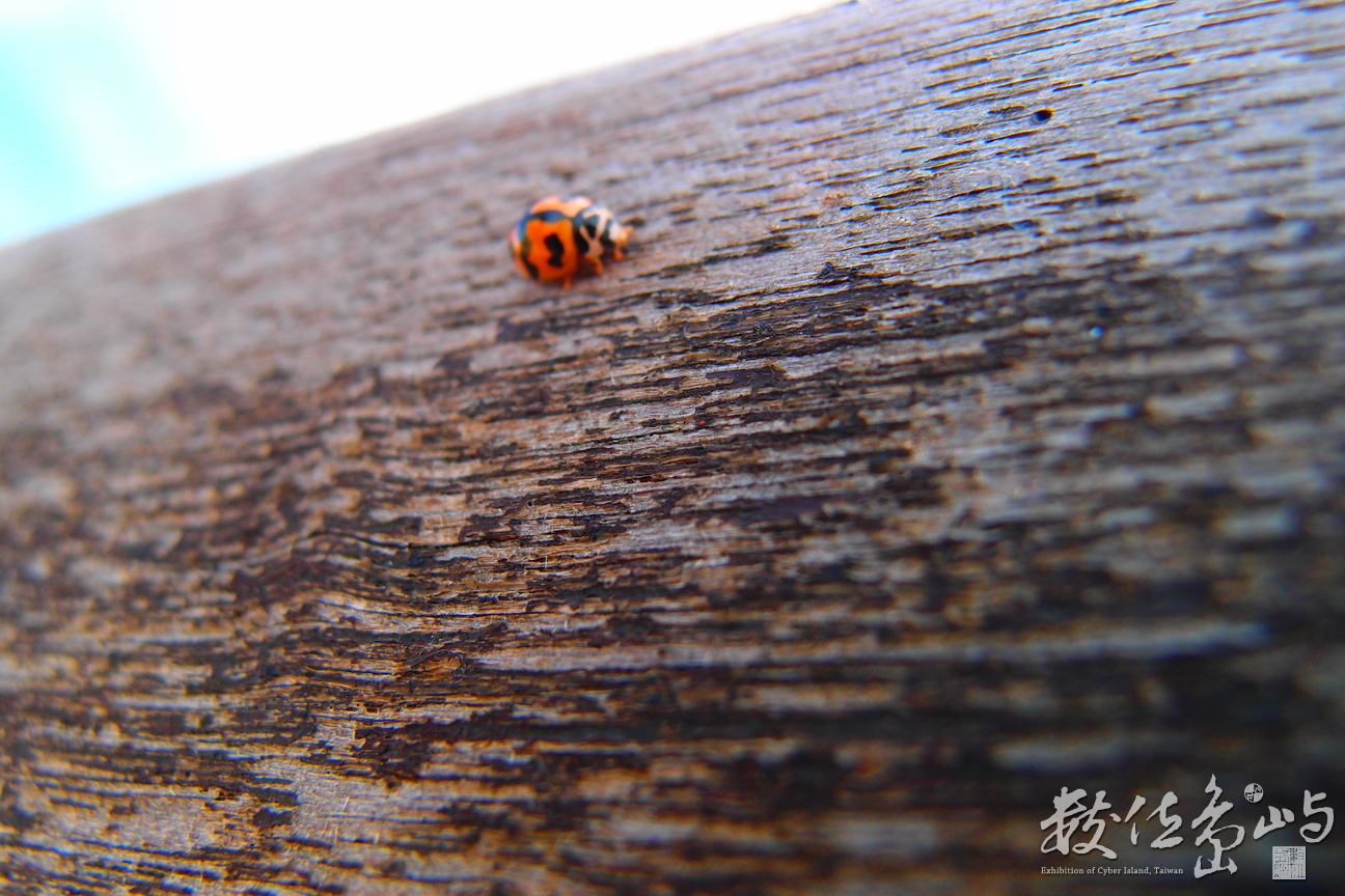 20150603拍攝於七美012