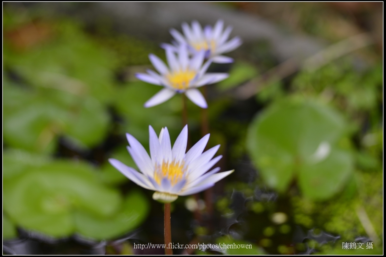 排成一列的荷花_台北植物園_Schneider TV-Xenon 100mm F2 & Nikon D800.jpg