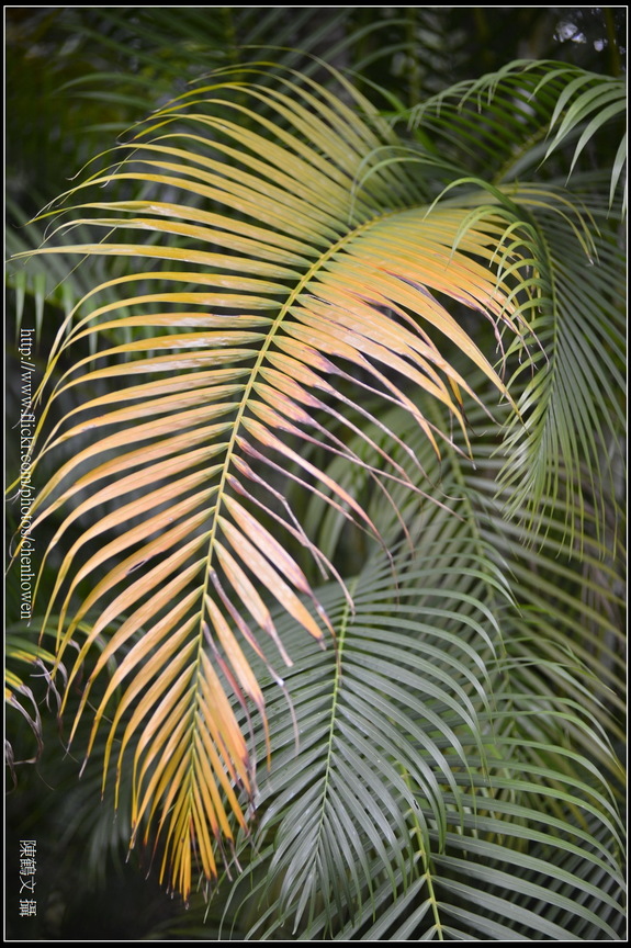 黃椰子的葉片_台北植物園_Schneider TV-Xenon 100mm F2 & Nikon D800.jpg
