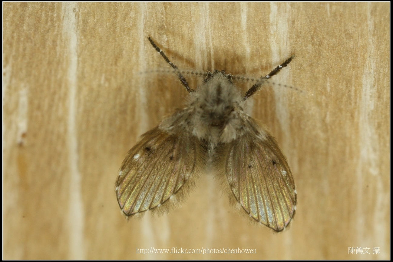 白斑蛾蚋_2X_APSC_02