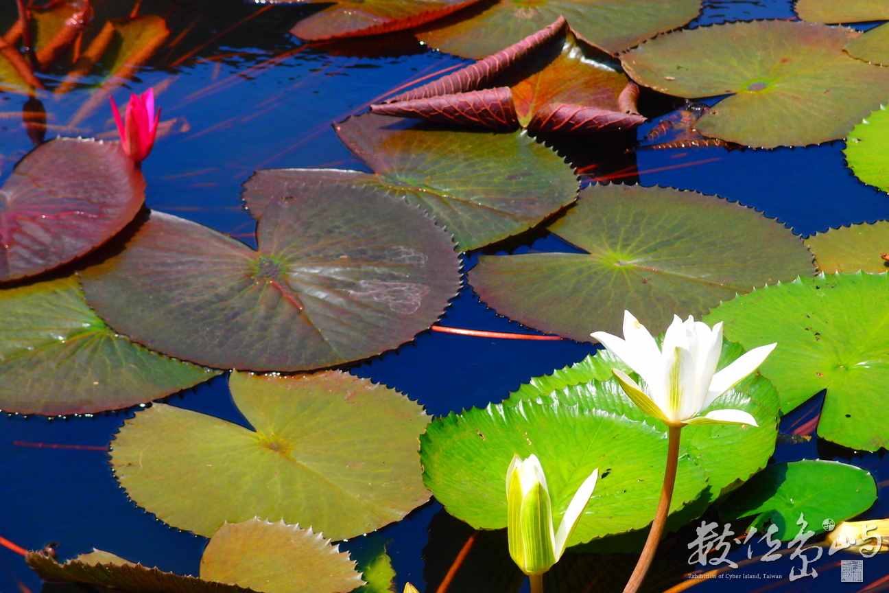 20150603拍攝於七美030