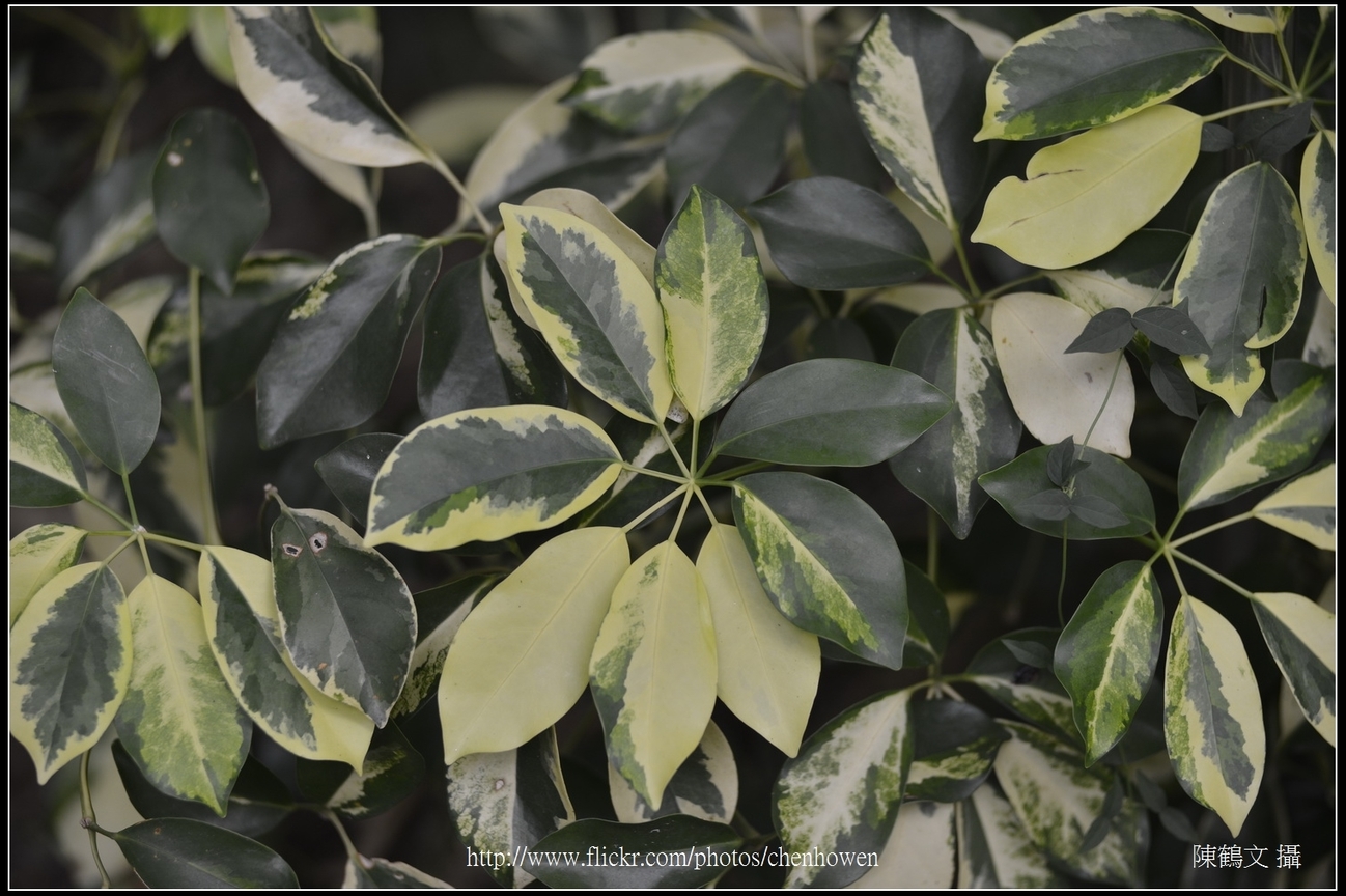 火焰木的葉片_台北植物園_Schneider TV-Xenon 100mm F2 & Nikon D800.jpg