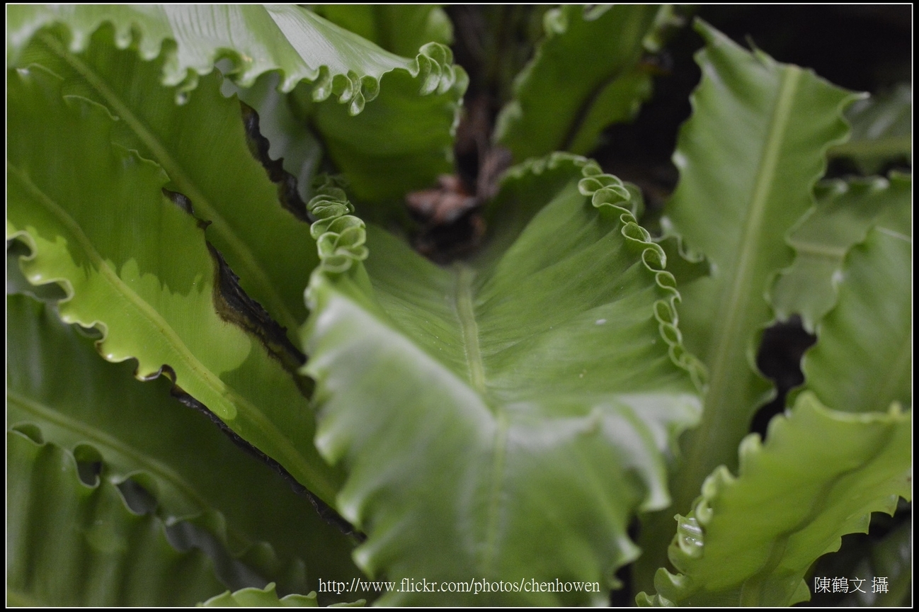 捲葉山蘇花_01_台北植物園_Schneider TV-Xenon 100mm F2 & Nikon D800.jpg