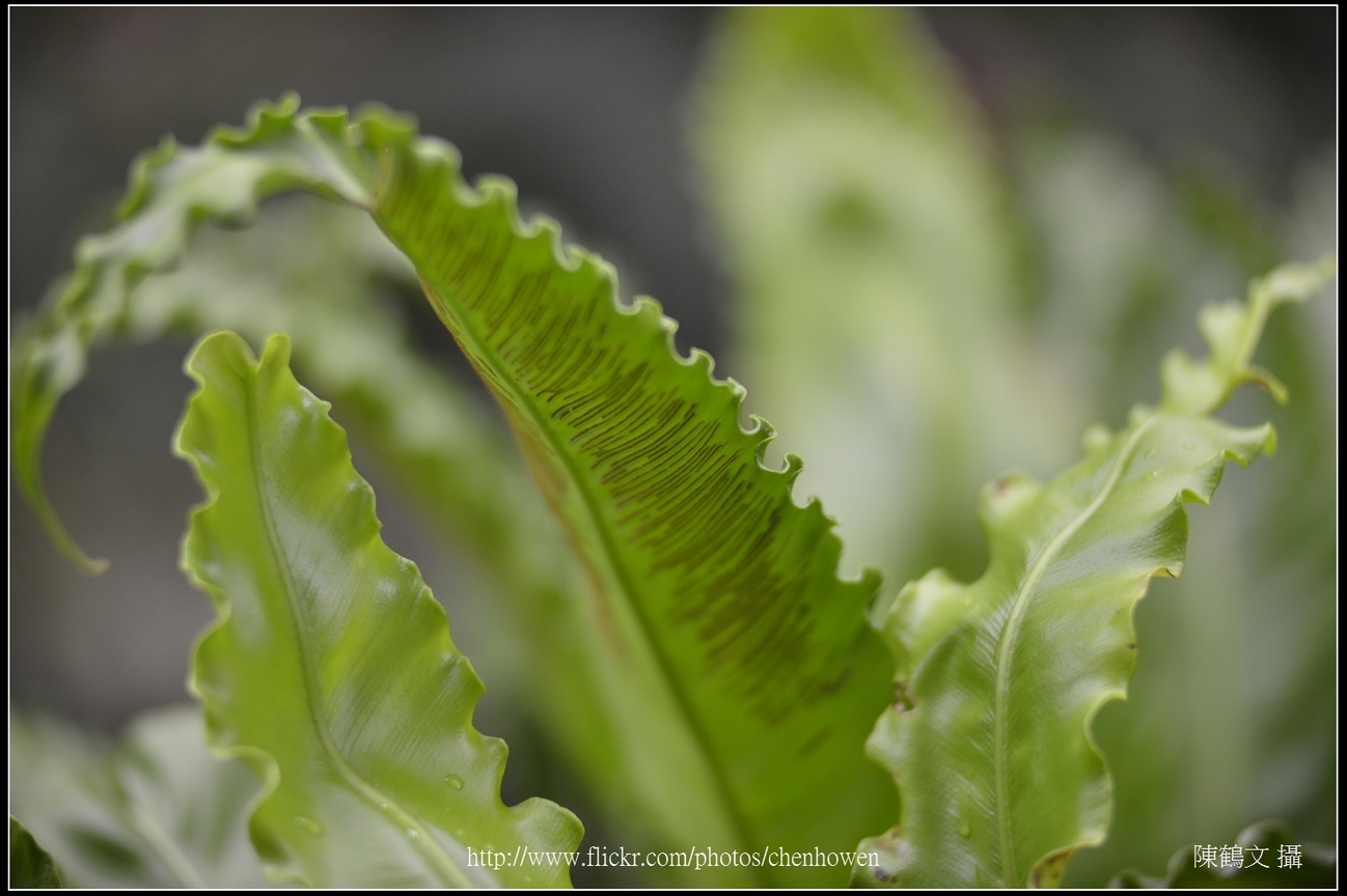 捲葉山蘇花_03_台北植物園_Schneider TV-Xenon 100mm F2 & Nikon D800.jpg