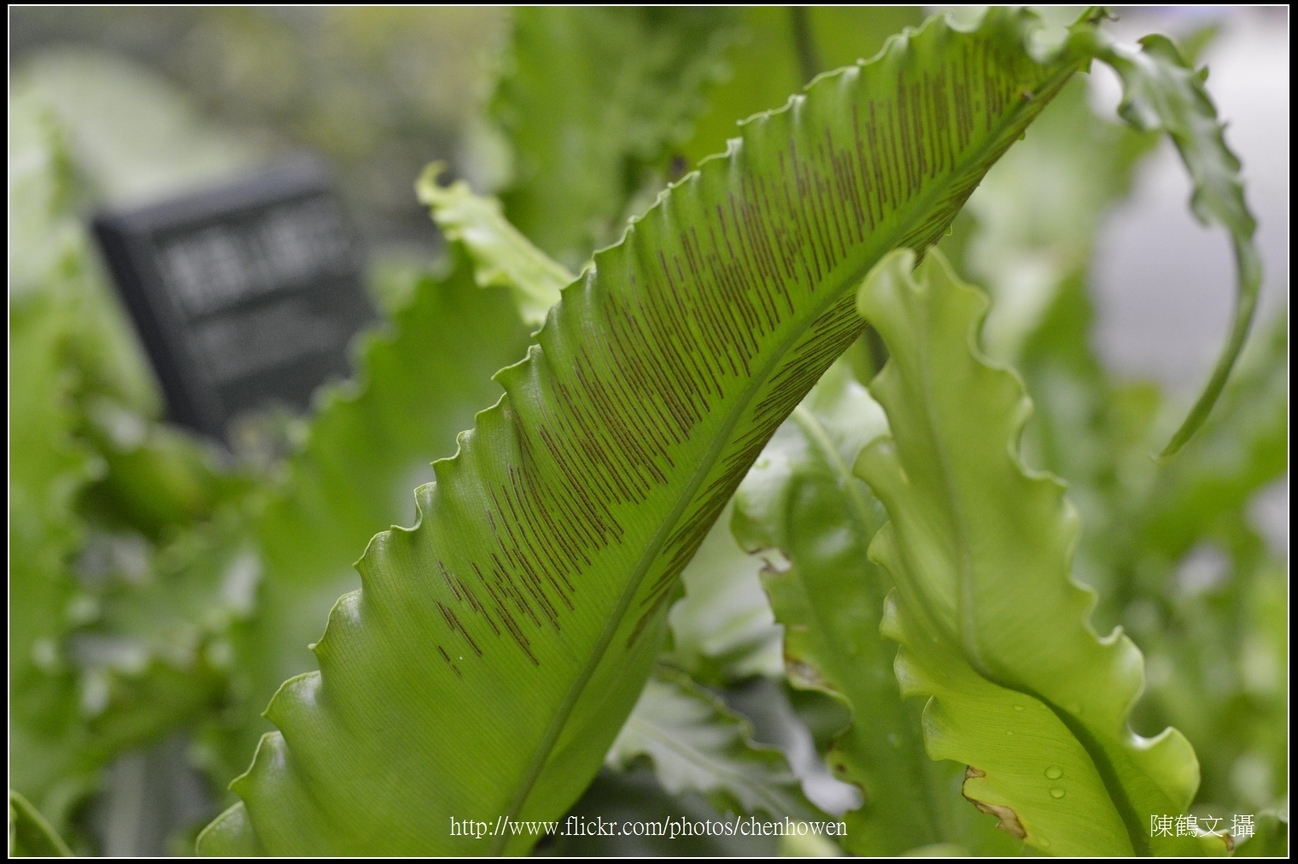 捲葉山蘇花_04_台北植物園_Schneider TV-Xenon 100mm F2 & Nikon D800.jpg