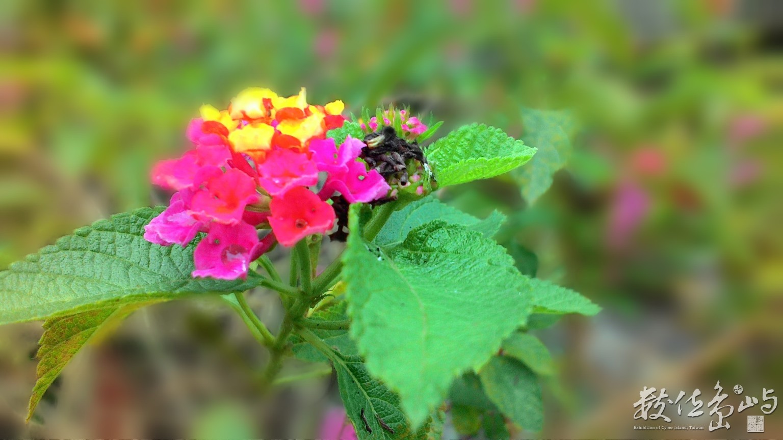 20151021拍攝於美濃002