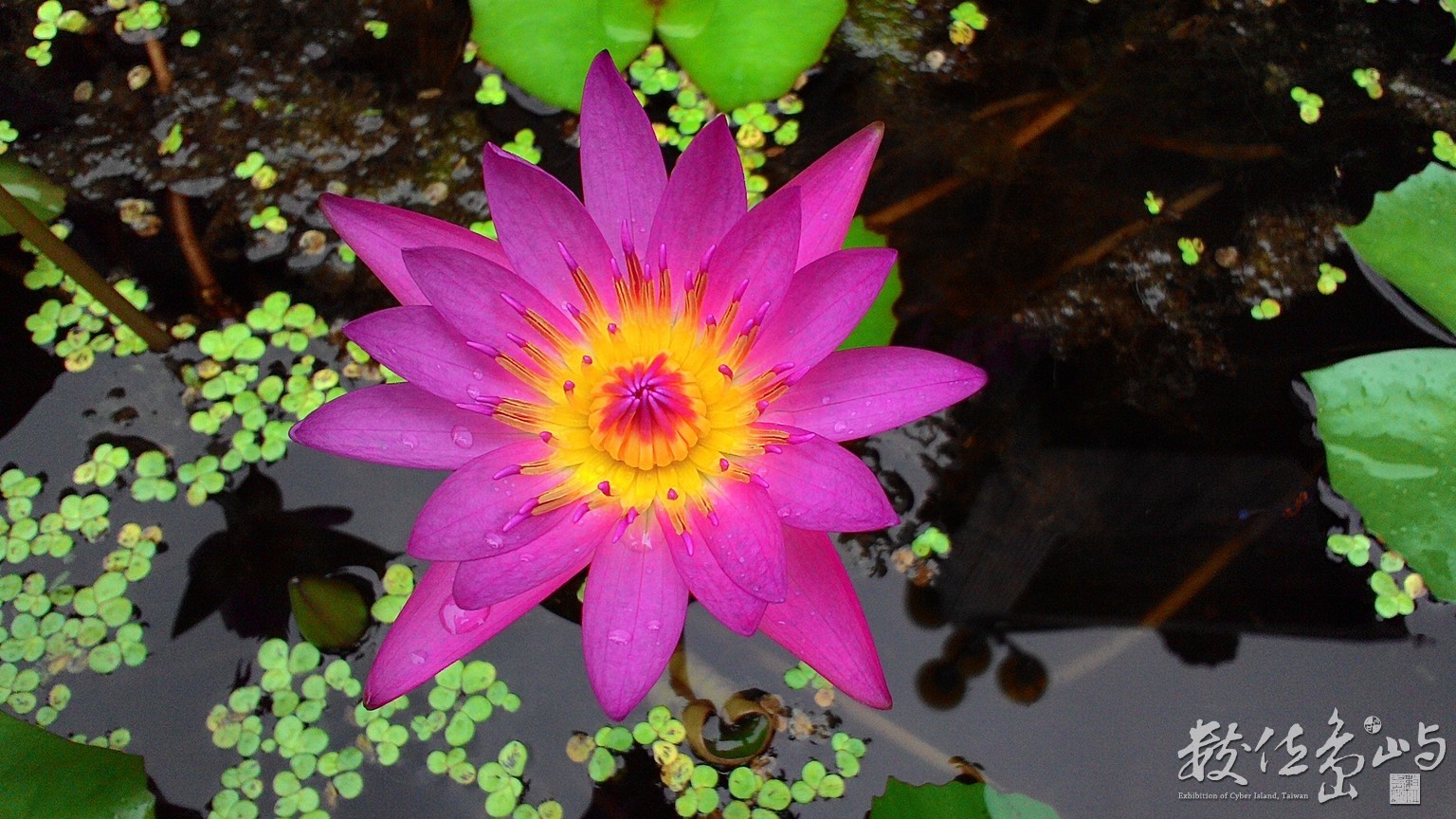 20151021拍攝於美濃001