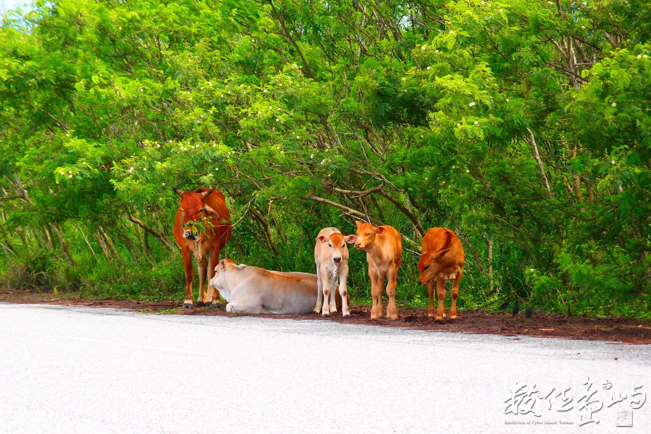 20150602拍攝於白沙