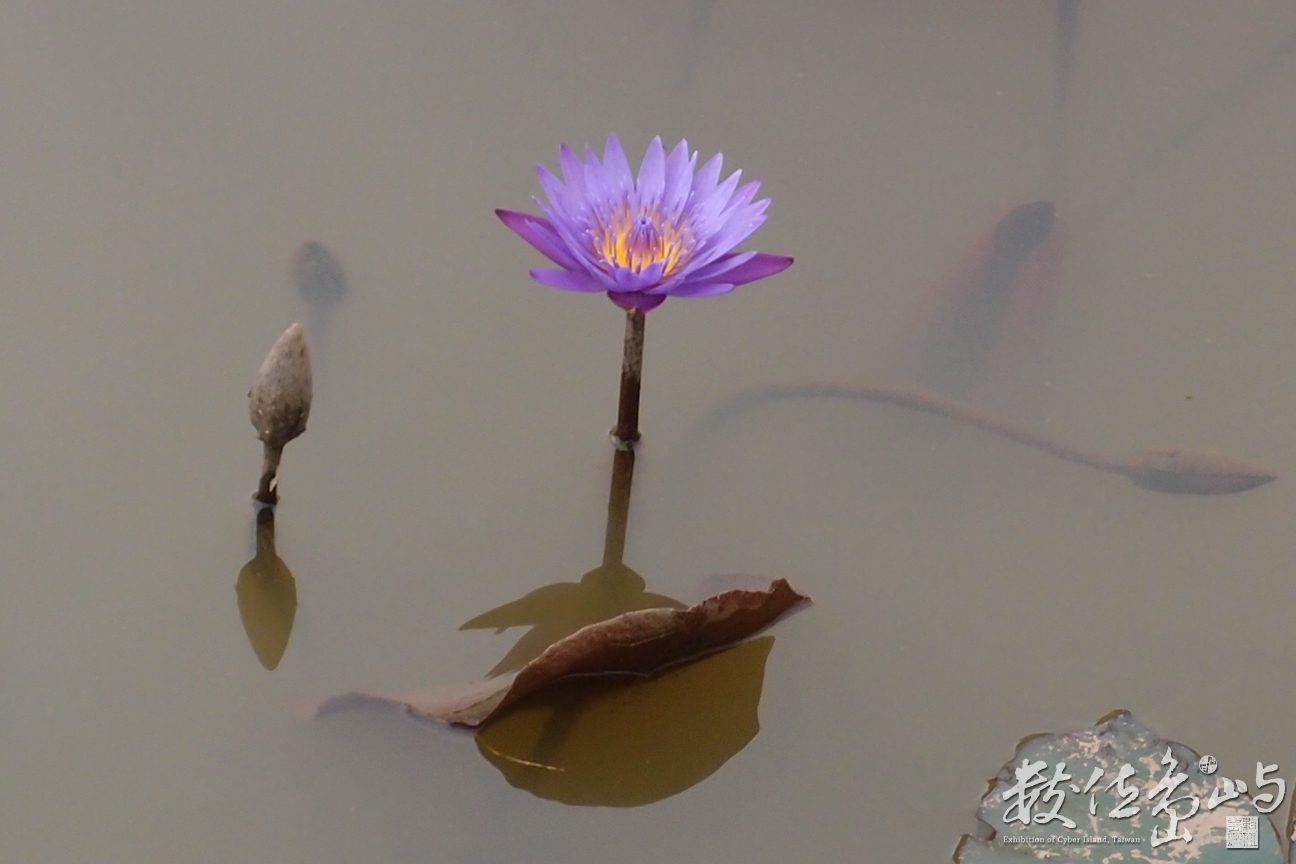 20150304拍攝於馬太鞍濕地文化館006