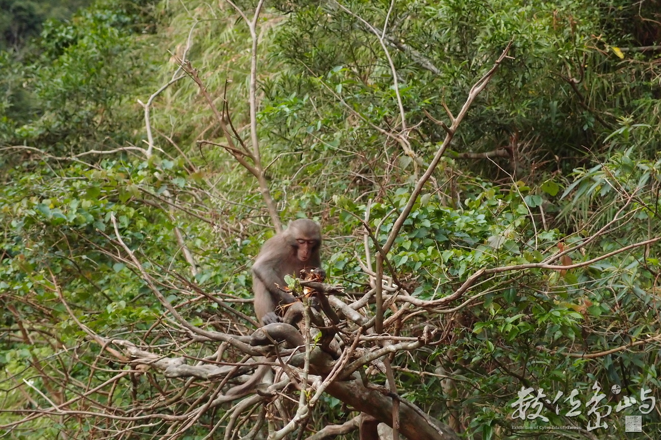 20150303拍攝於登仙橋011