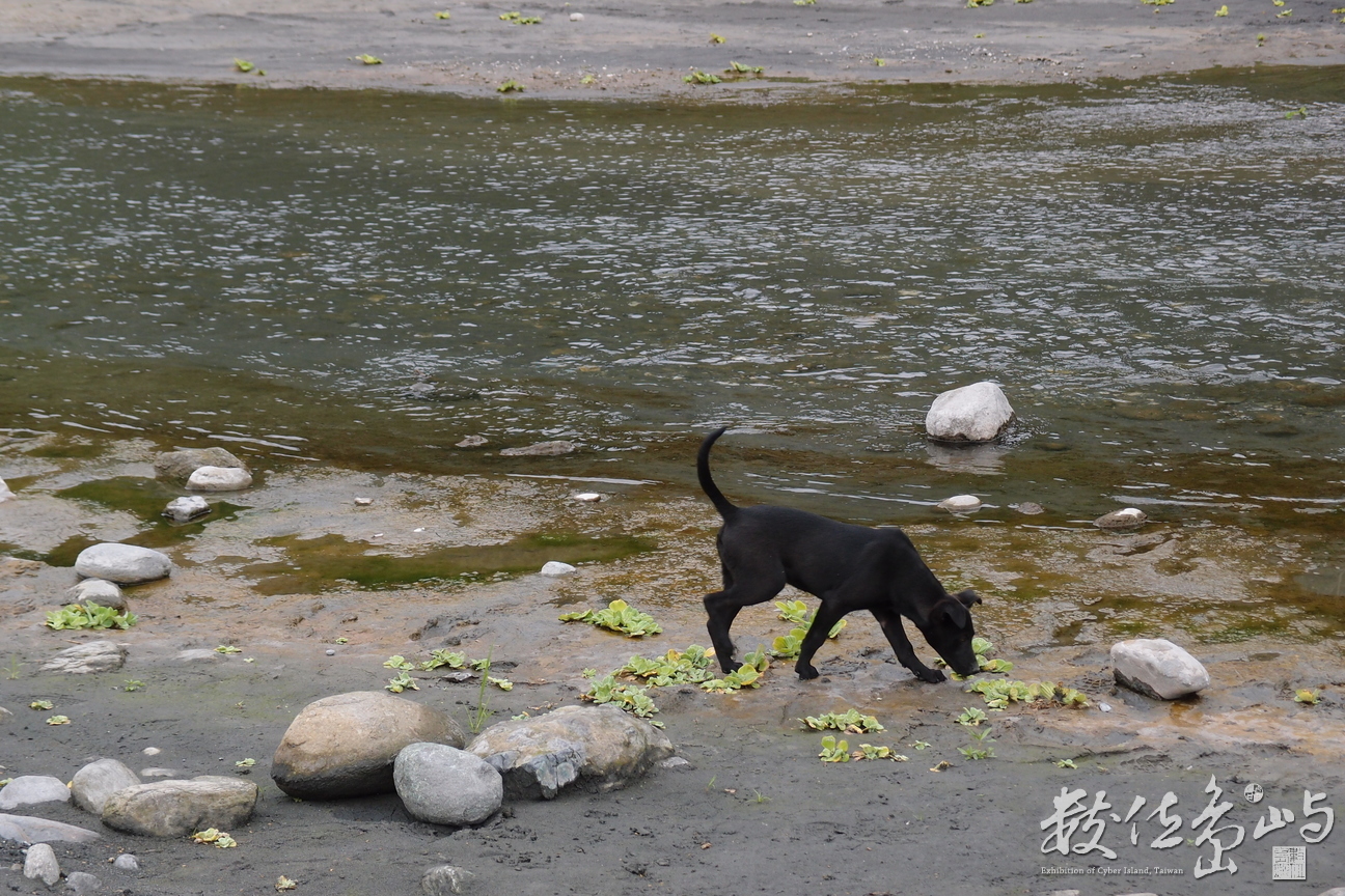 20150304拍攝於秀姑巒溪遊客中心附近003