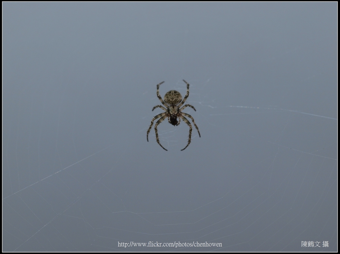 Spider Two_08_學名_20151218.jpg