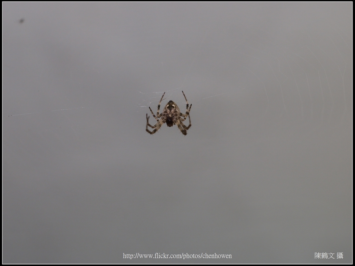 Spider Two_09_學名_20151218.jpg