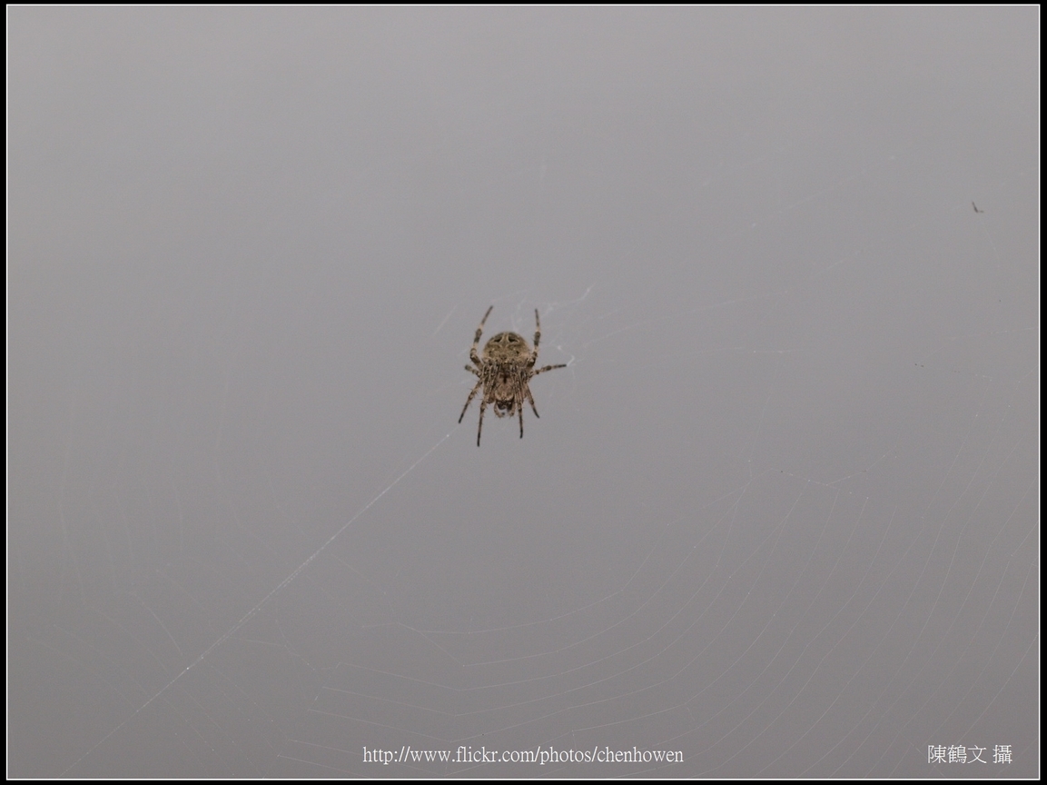 Spider Two_06_學名_20151218.jpg