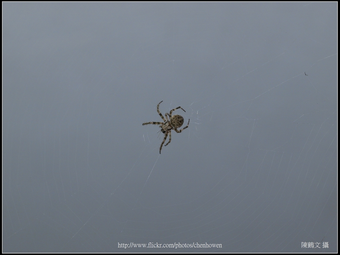 Spider Two_07_學名_20151218.jpg