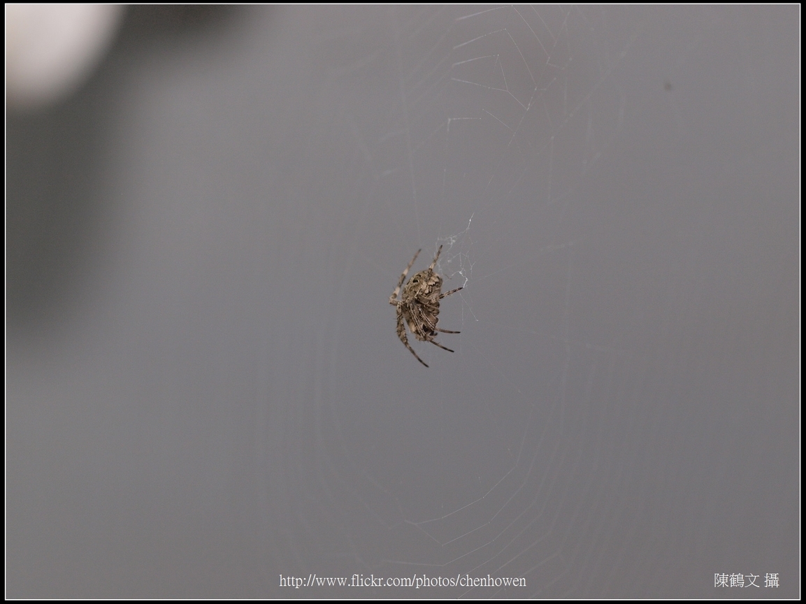 Spider Two_04_學名_20151218.jpg