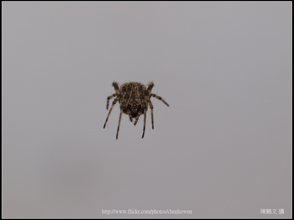 Spider Two_05_學名_20151218.jpg
