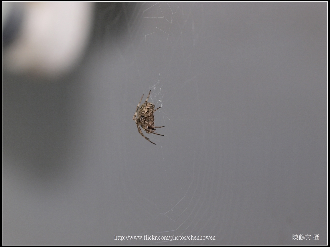 Spider Two_03_學名_20151218.jpg