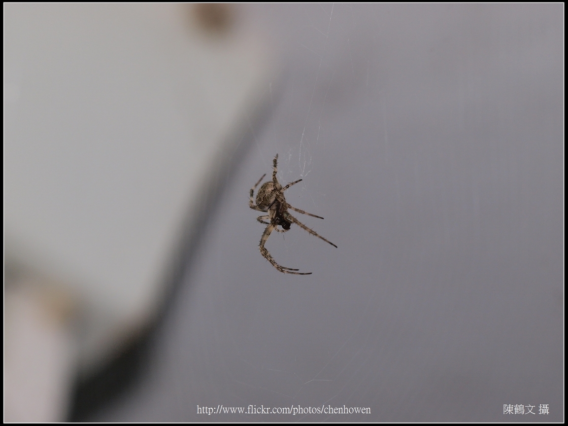 Spider Two_14_學名_20151218.jpg