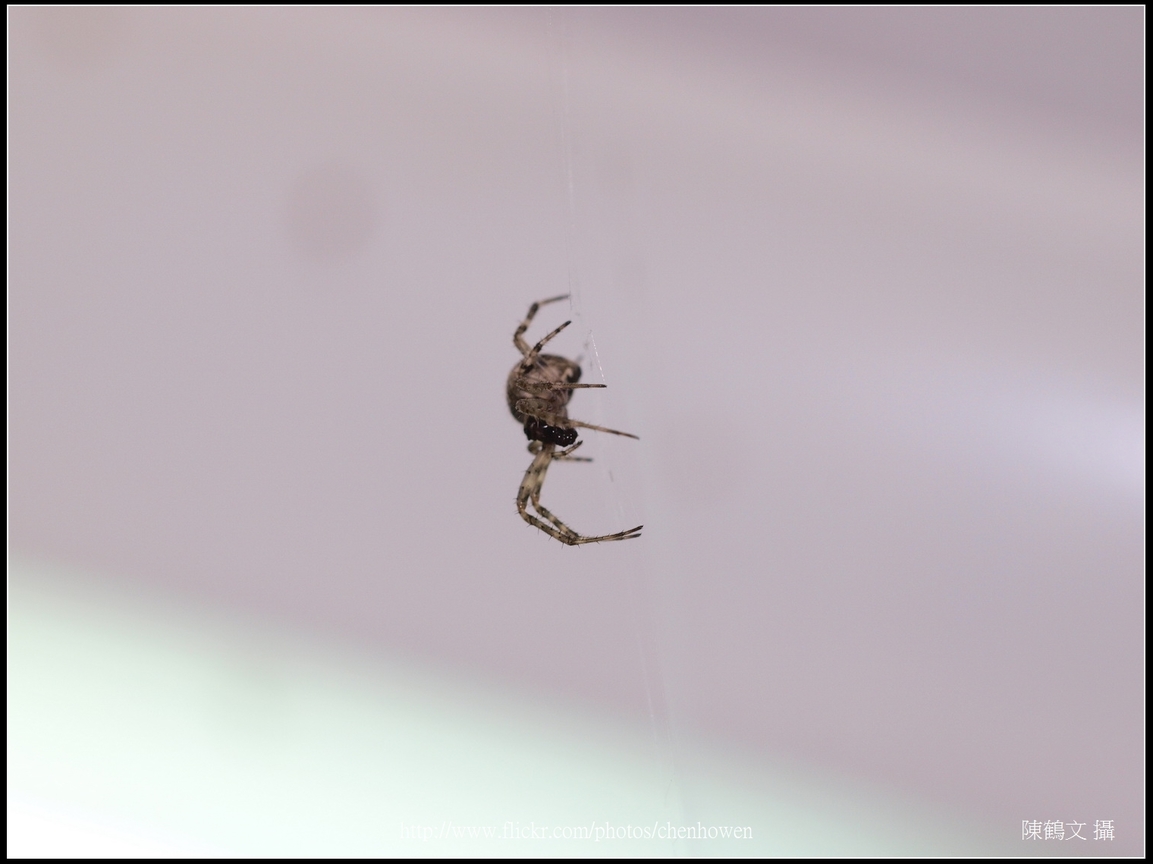 Spider Two_15_學名_20151218.jpg