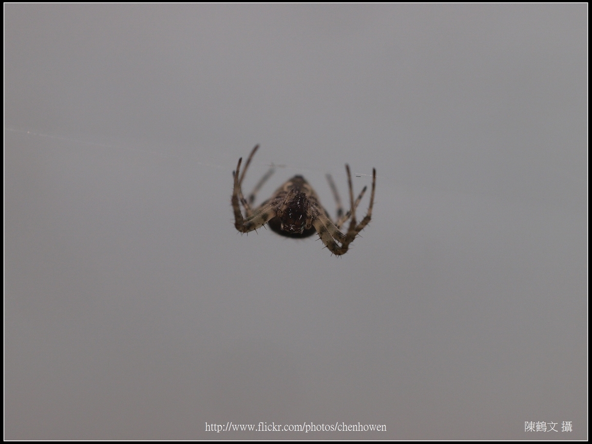 Spider Two_12_學名_20151218.jpg