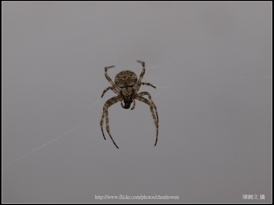 Spider Two_13_學名_20151218.jpg