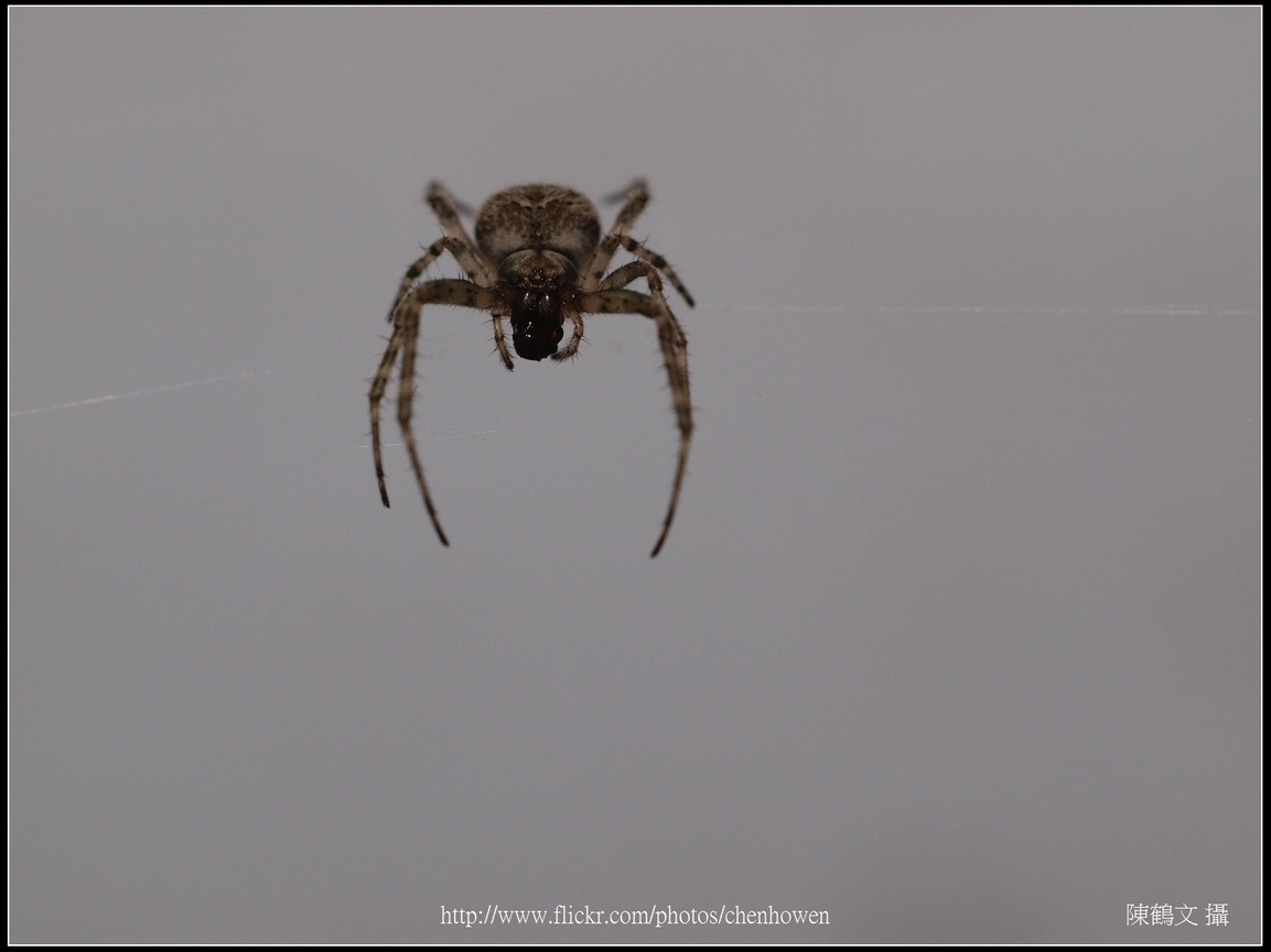 Spider Two_19_學名_20151218.jpg