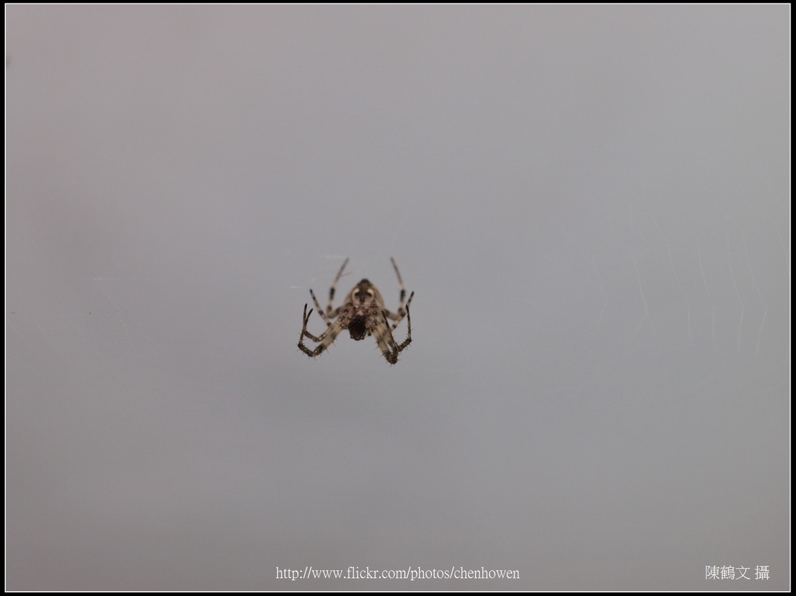 Spider Two_20_學名_20151218.jpg