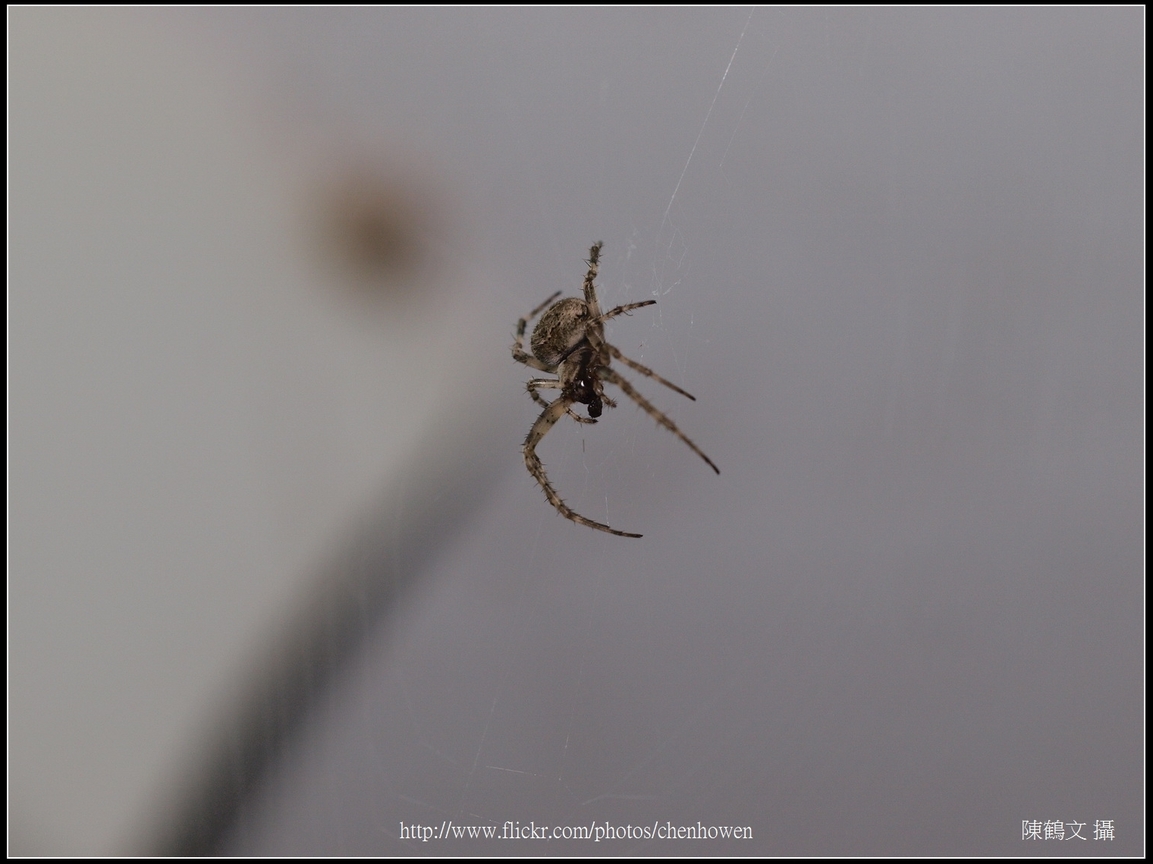 Spider Two_18_學名_20151218.jpg