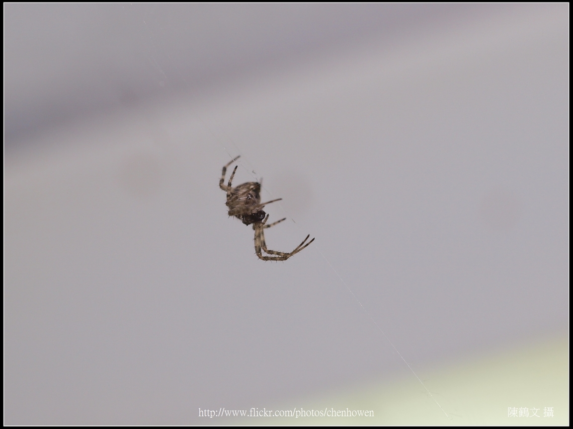 Spider Two_16_學名_20151218.jpg